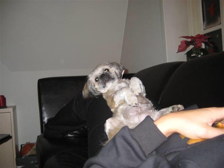 Shih tzu Fie - Sådan mor, så ligger jeg bedst billede 17