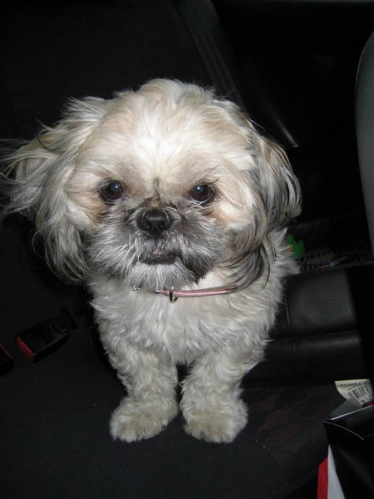 Shih tzu Fie billede 18