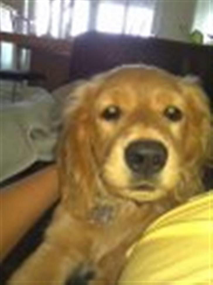 Blanding af racer Lukas <3 billede 1