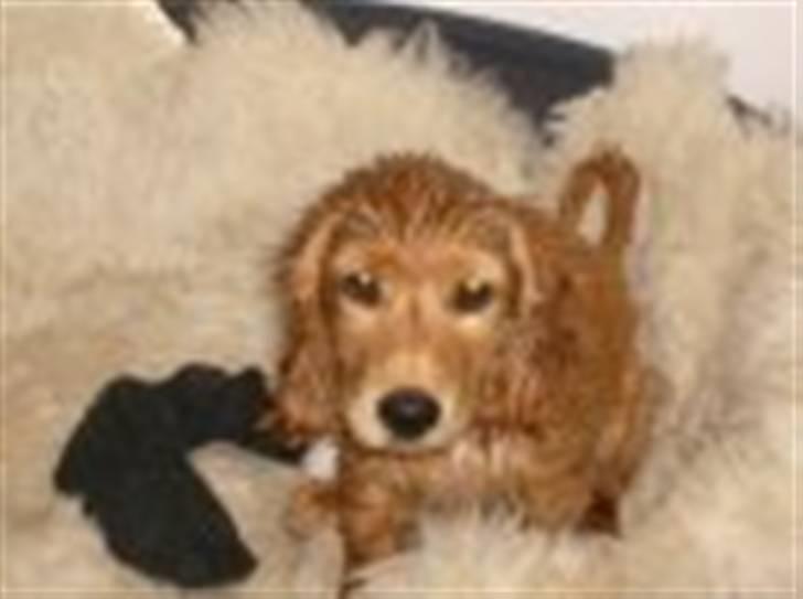 Blanding af racer Lukas <3 - Nyvasket <3 billede 2