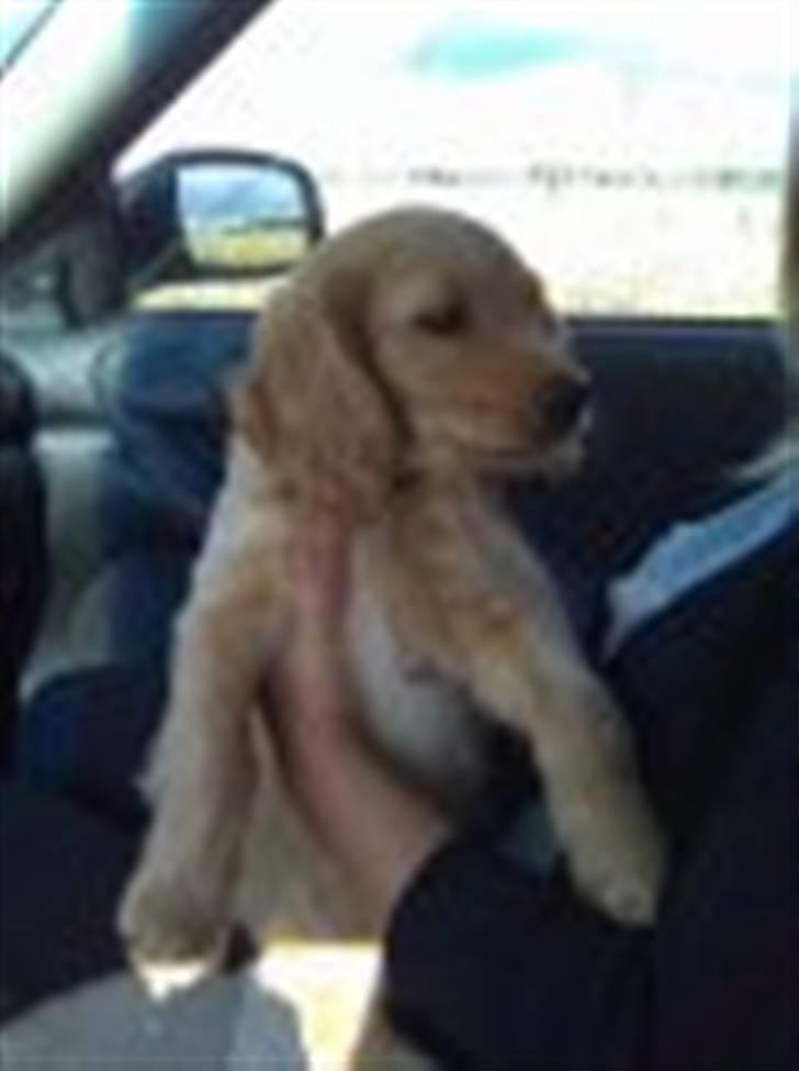 Blanding af racer Lukas <3 billede 3