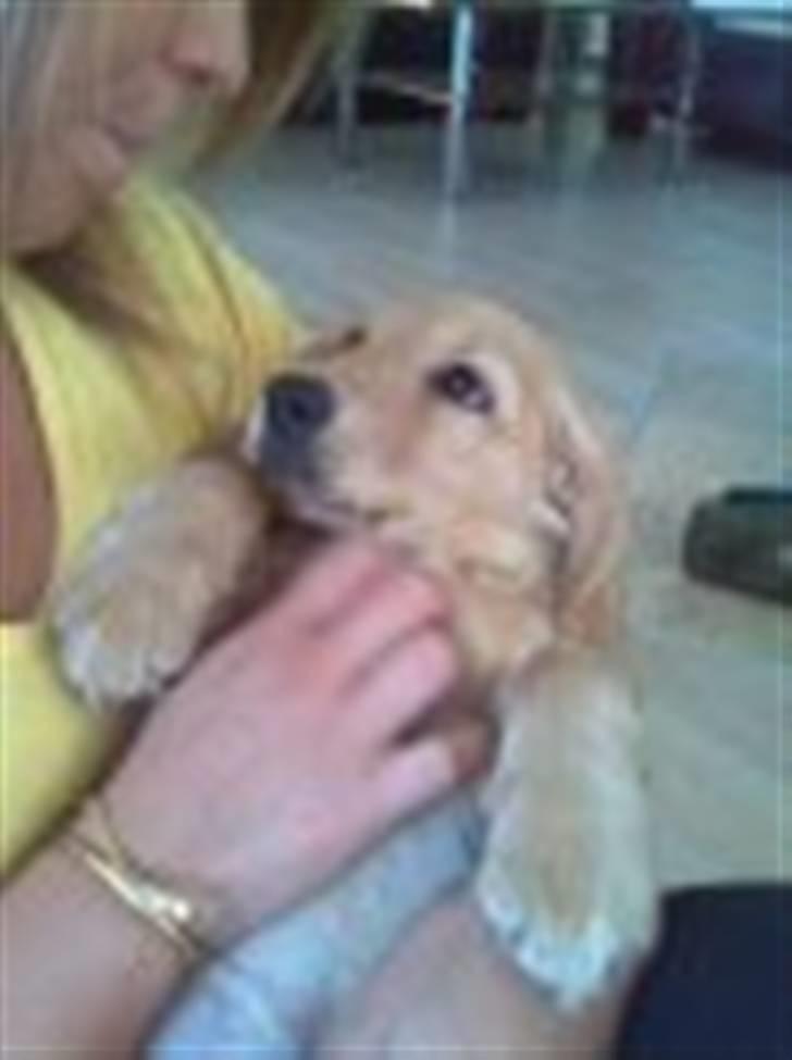 Blanding af racer Lukas <3 billede 4