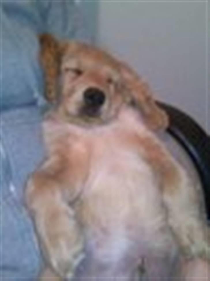 Blanding af racer Lukas <3 billede 6