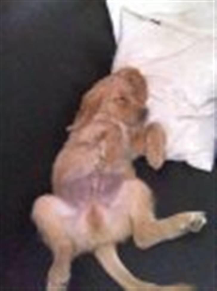 Blanding af racer Lukas <3 billede 7