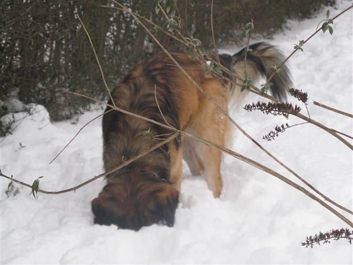 Blanding af racer Kovo - NYT! Kovo har stukket hovedet i sneen. billede 13