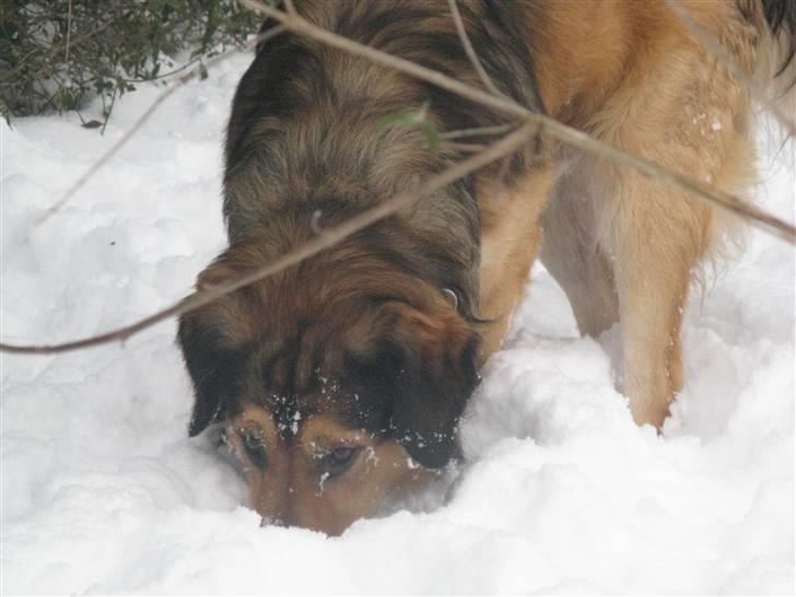 Blanding af racer Kovo - NYT! billede 14