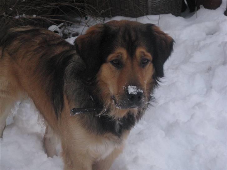 Blanding af racer Kovo - NYT! billede 15