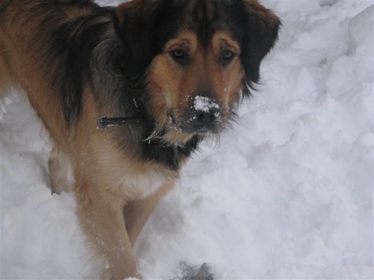 Blanding af racer Kovo - NYT! billede 16