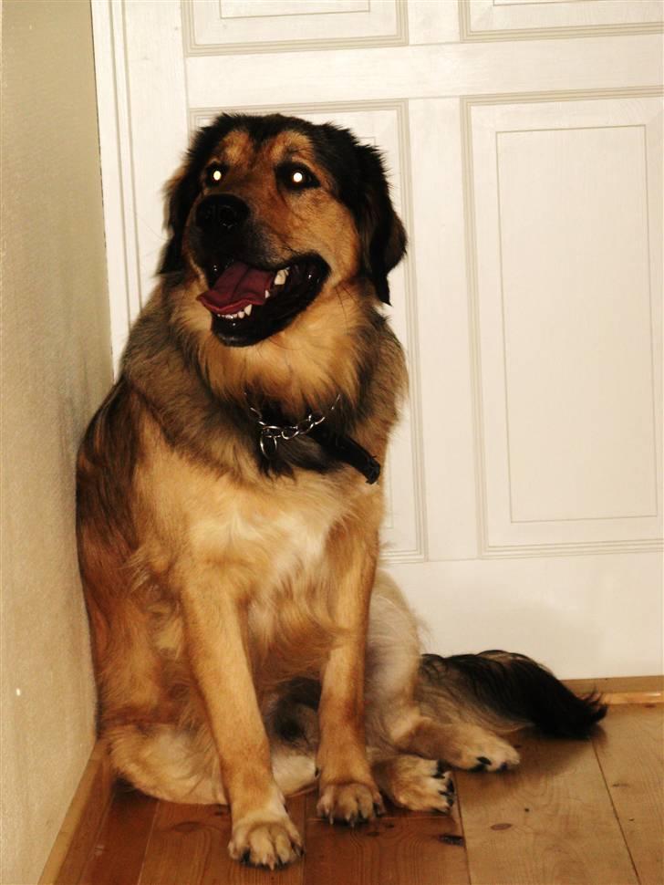 Blanding af racer Kovo - *NYT* billede 17