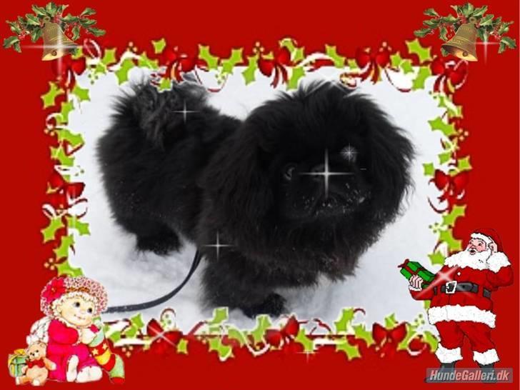 Pekingeser Muggi billede 19