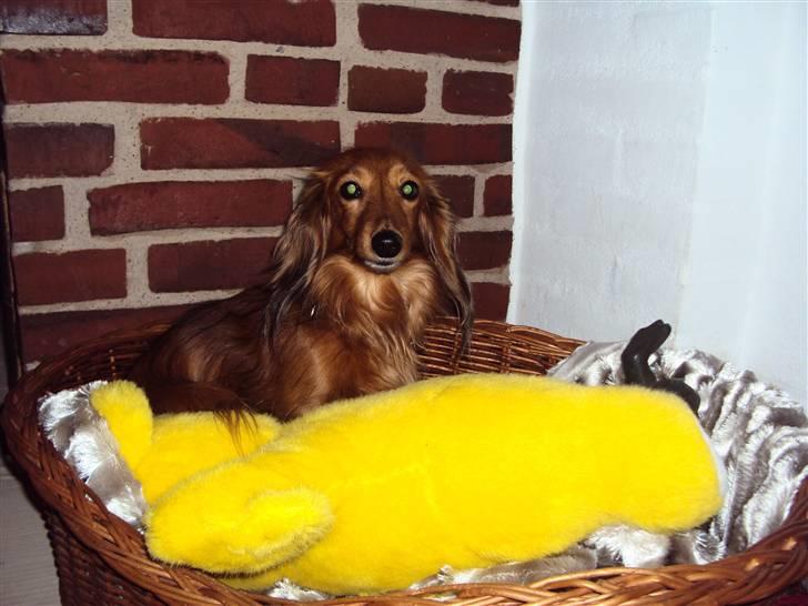 Miniature gravhund Michell billede 18