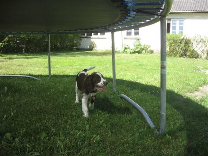 Engelsk springer spaniel Eddie billede 1
