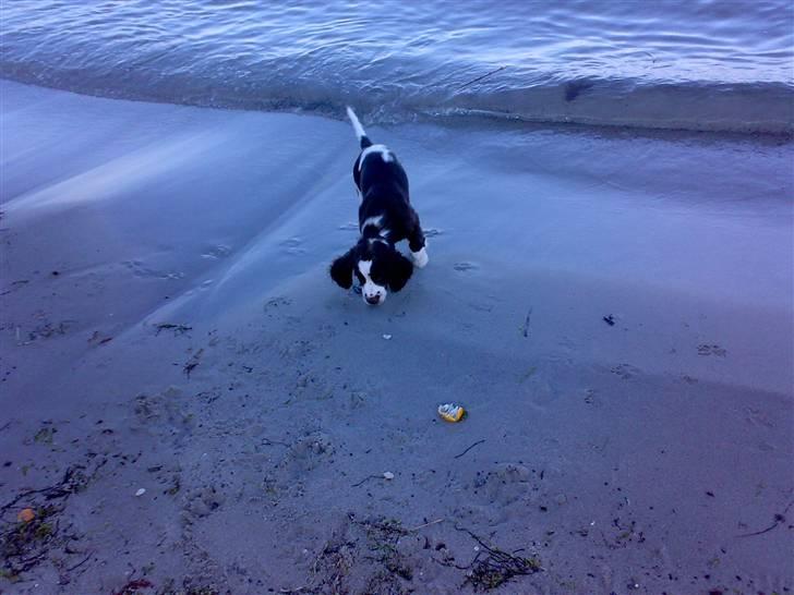 Engelsk springer spaniel Eddie billede 2