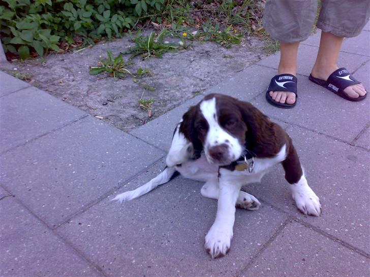 Engelsk springer spaniel Eddie billede 3
