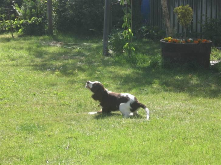 Engelsk springer spaniel Eddie billede 4