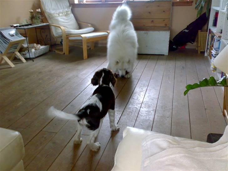 Engelsk springer spaniel Eddie billede 5