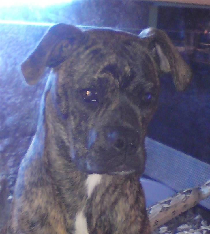 Amerikansk bulldog Damie billede 1