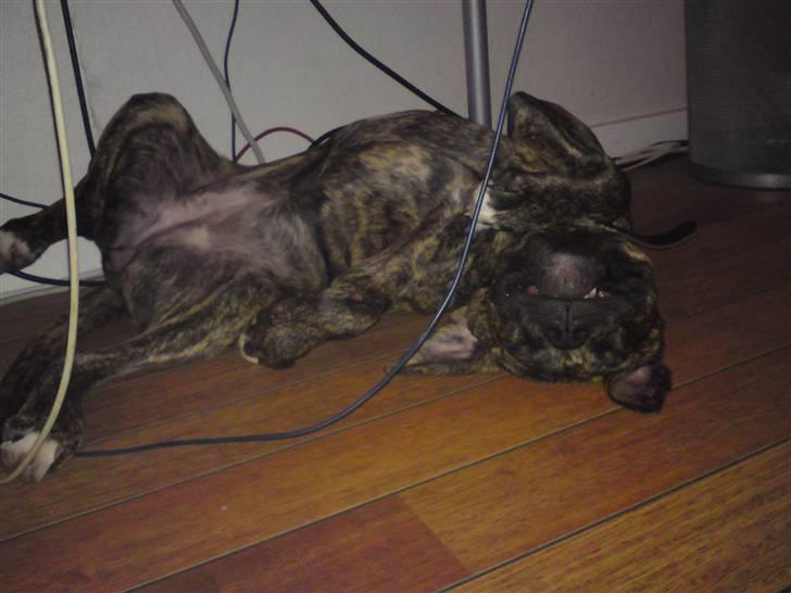 Amerikansk bulldog Damie billede 2