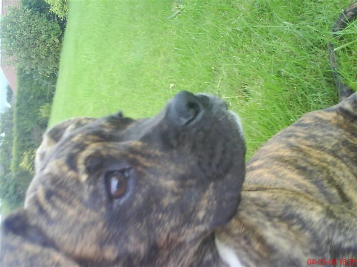 Amerikansk bulldog Damie billede 3