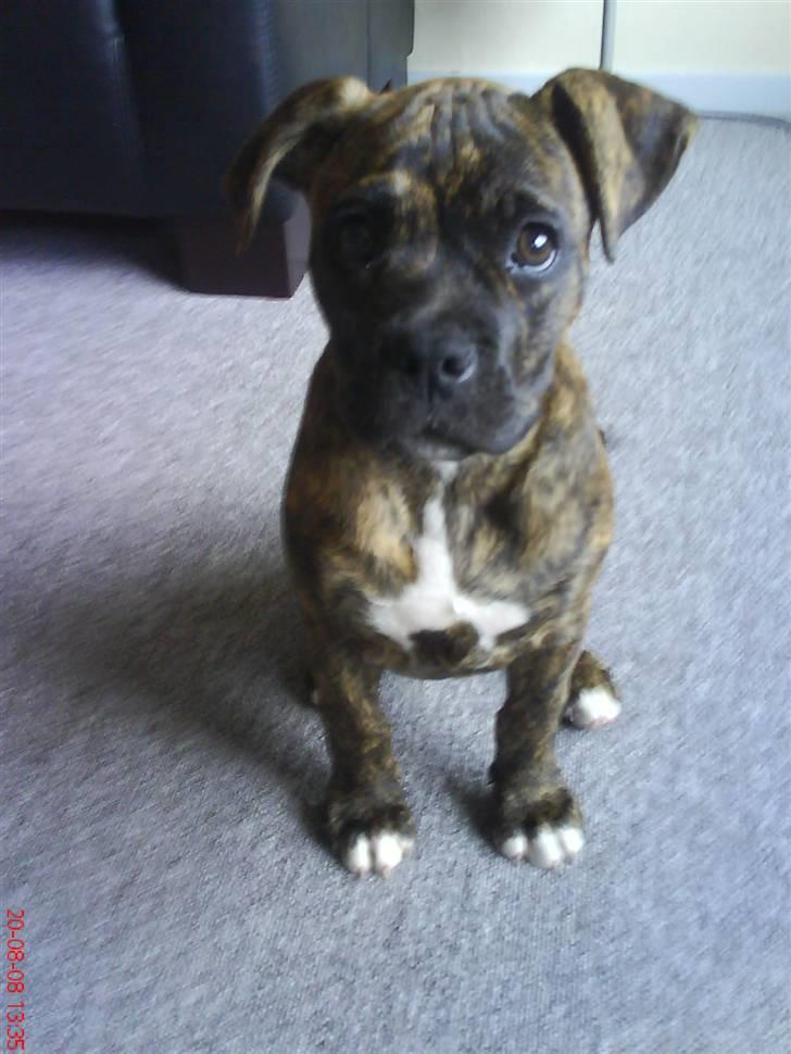 Amerikansk bulldog Damie billede 4