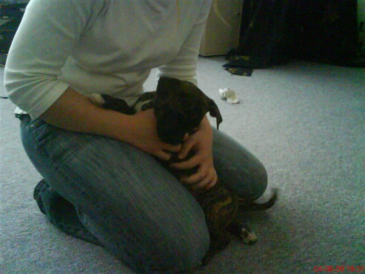 Amerikansk bulldog Damie - Så lillle var hund da jeg fik hende.. Puha hun vokser hurtigt!! billede 5