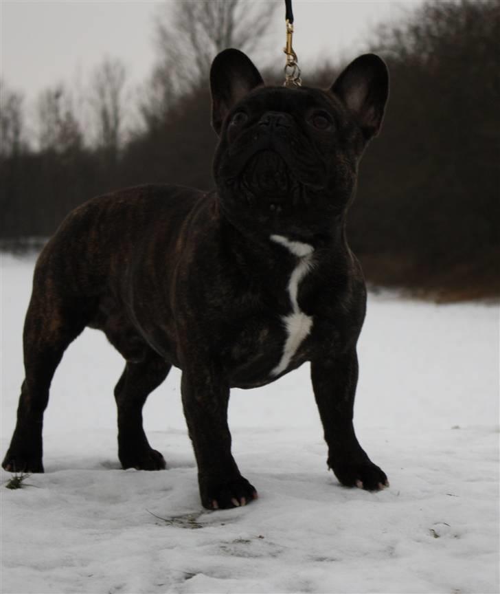 Fransk bulldog    Leibøll's Bom Bastique billede 1