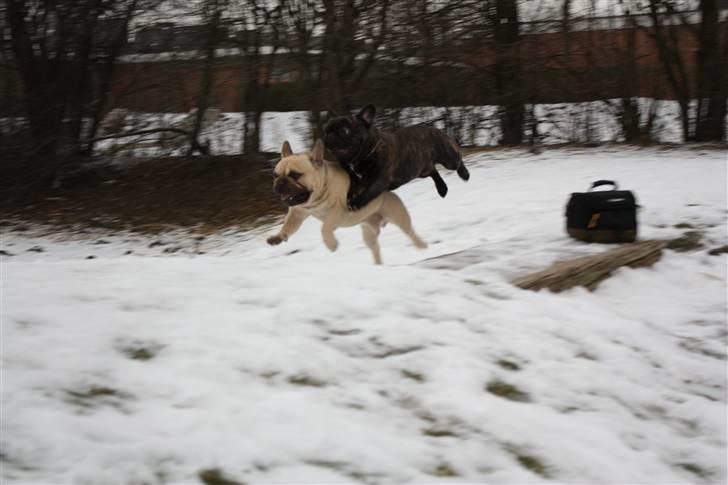 Fransk bulldog    Leibøll's Bom Bastique - Arnold og Bom Bastique billede 2