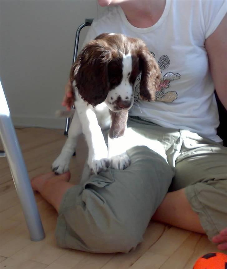 Engelsk springer spaniel Eddie billede 6