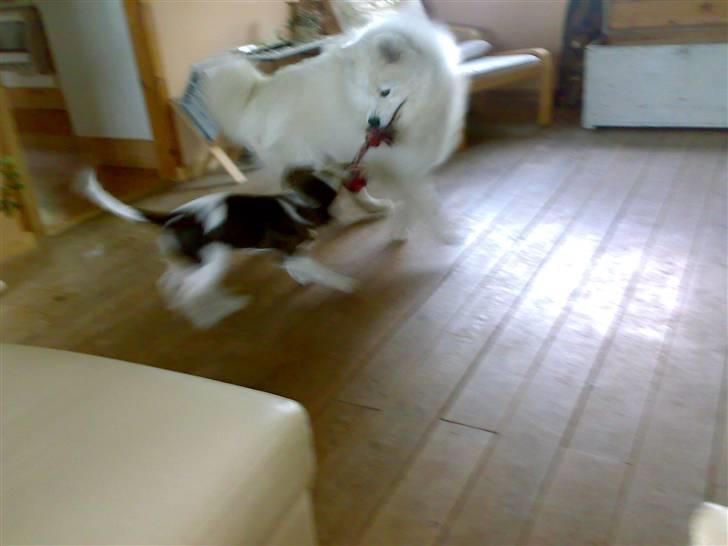 Engelsk springer spaniel Eddie billede 7