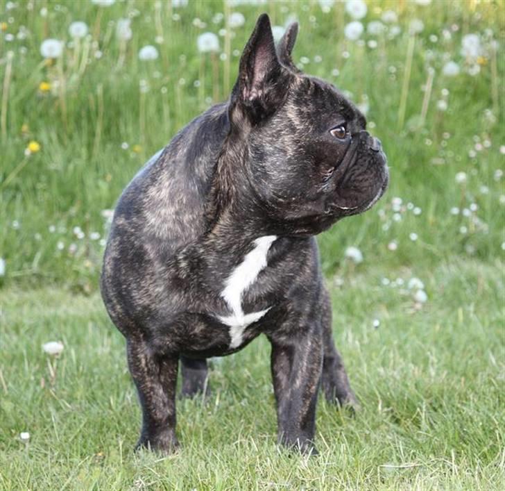 Fransk bulldog    Leibøll's Bom Bastique billede 3