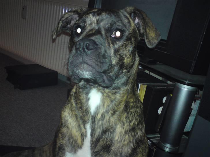 Amerikansk bulldog Damie billede 6