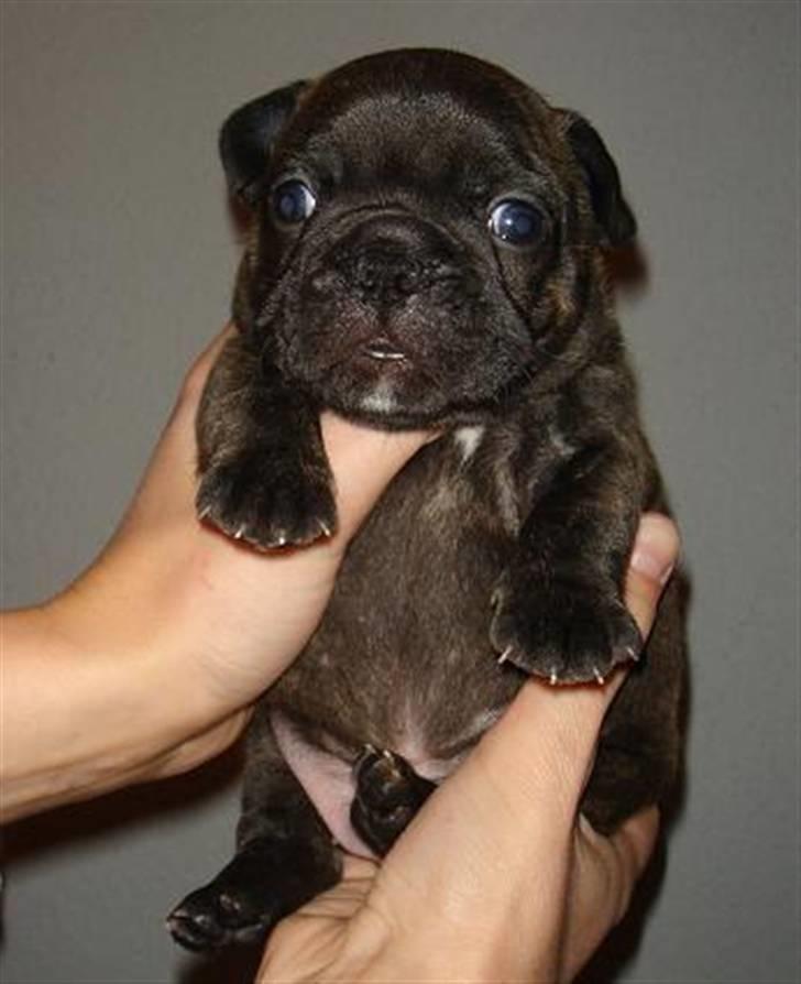 Fransk bulldog    Leibøll's Bom Bastique billede 4