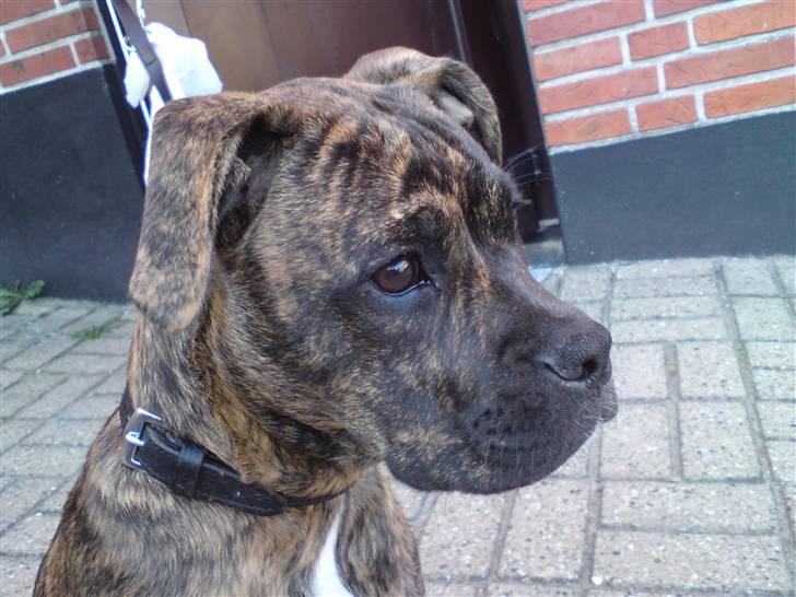 Amerikansk bulldog Damie billede 7