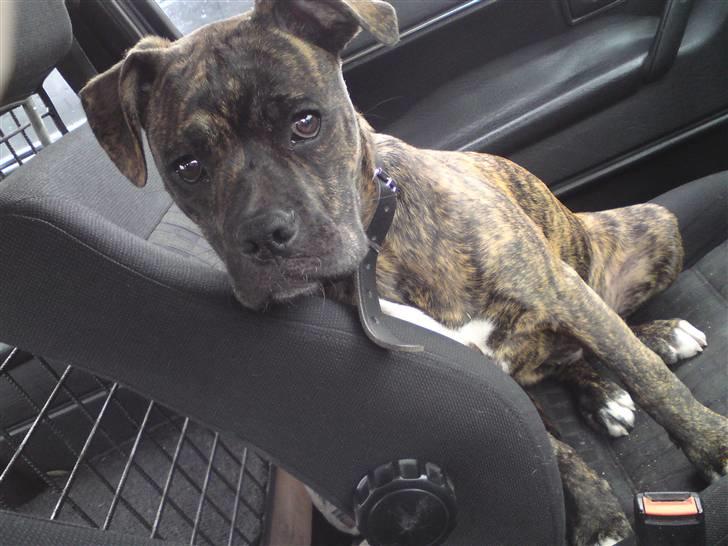 Amerikansk bulldog Damie billede 8