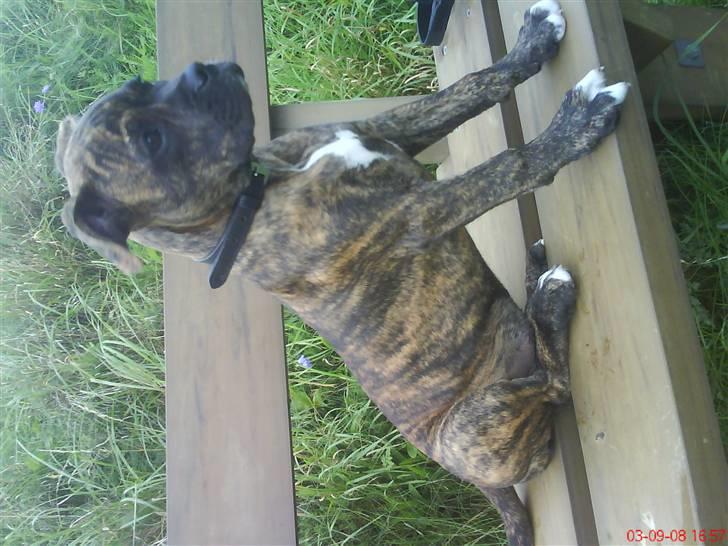 Amerikansk bulldog Damie billede 9