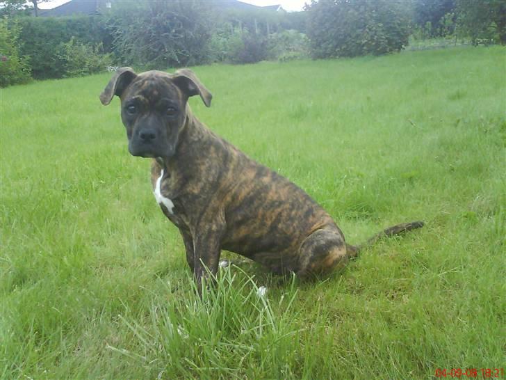 Amerikansk bulldog Damie billede 10