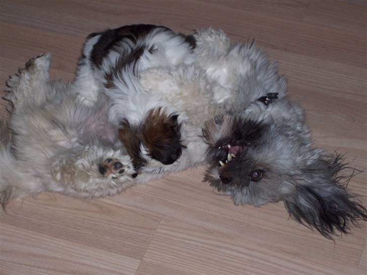 Lhasa apso R.I.P TUX - De leger hele tiden... billede 17