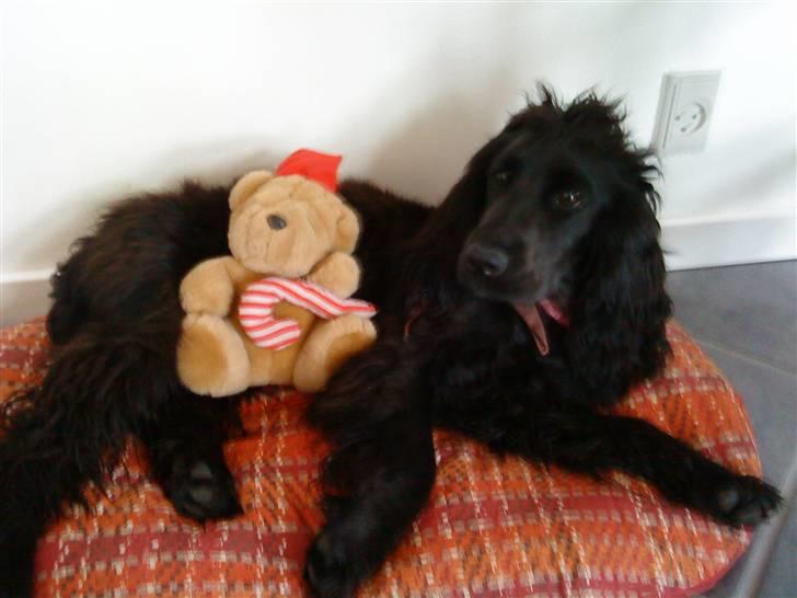 Cocker spaniel Fie - Er hun ikke bare sød.. billede 12