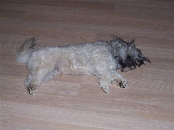Lhasa apso R.I.P TUX - Det er bare så hårdt at lege... billede 19
