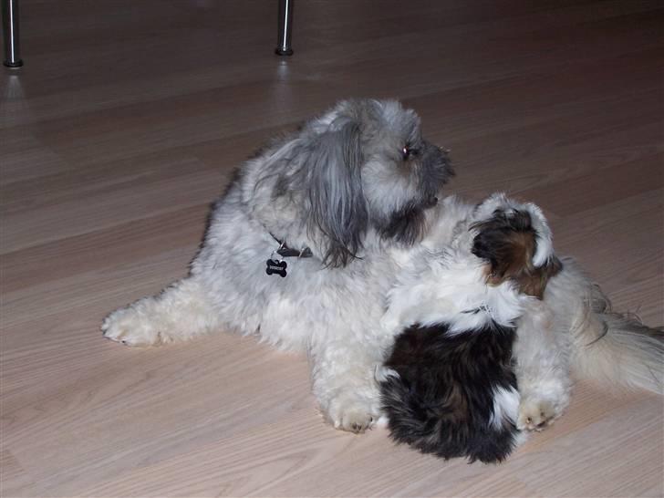 Lhasa apso R.I.P TUX - Så er der gang i den igen. billede 20