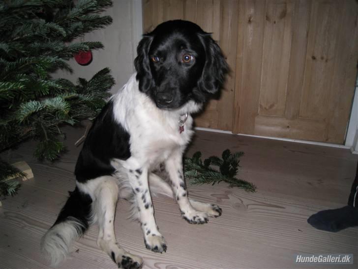 Stabijhoun Bella - Bella, juleaften billede 1