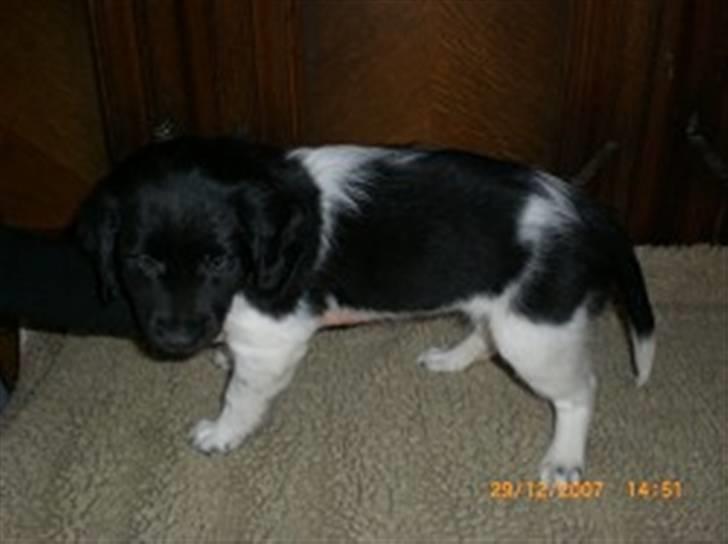 Stabijhoun Bella - bella 7 uger gammel billede 2