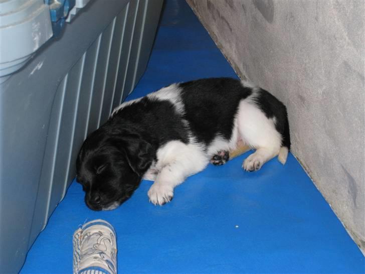 Stabijhoun Bella - Bella som hvalp lille lille hvalp - første gang vi var ude og kigge på hende billede 3