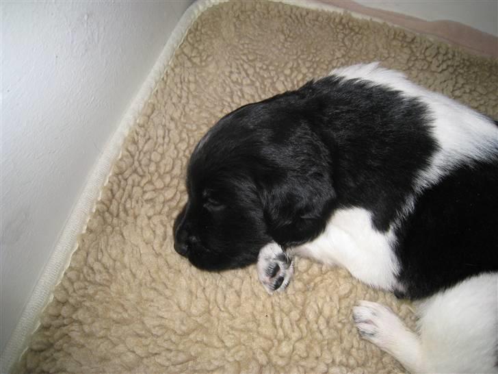 Stabijhoun Bella - første gang vi var ude og kigge på bella/river    (river var det hun hed før vi købte hende)  fordi hun havde en river på ryggen billede 4