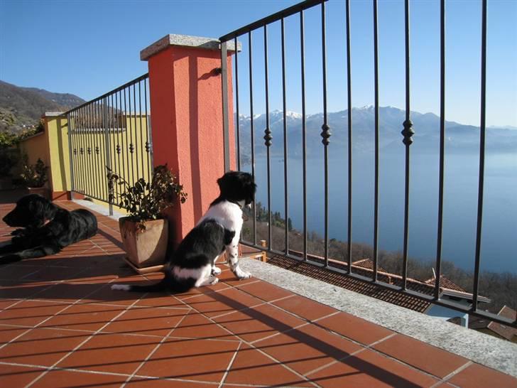 Stabijhoun Bella - bella i italien hun nyder udsigten billede 5