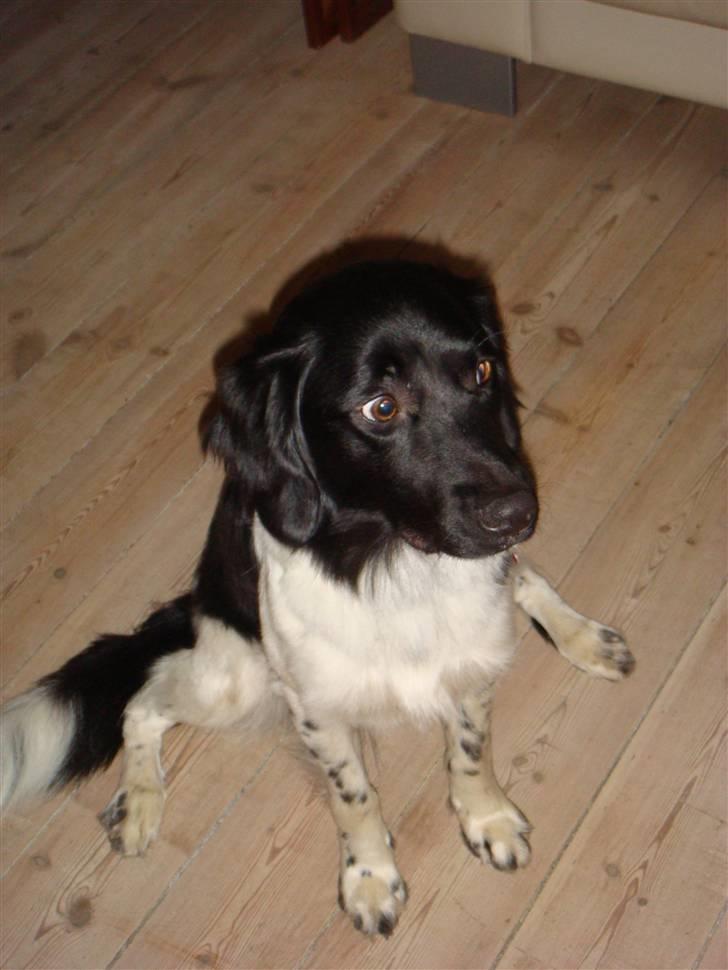 Stabijhoun Bella - Søde bella! billede 6