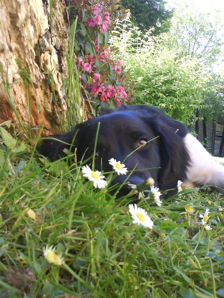 Stabijhoun Bella - uhh hvor er græsset dejligt....... og jeg ligger i skyggen fordi her er såååå varmt..... sommer 2008 billede 7