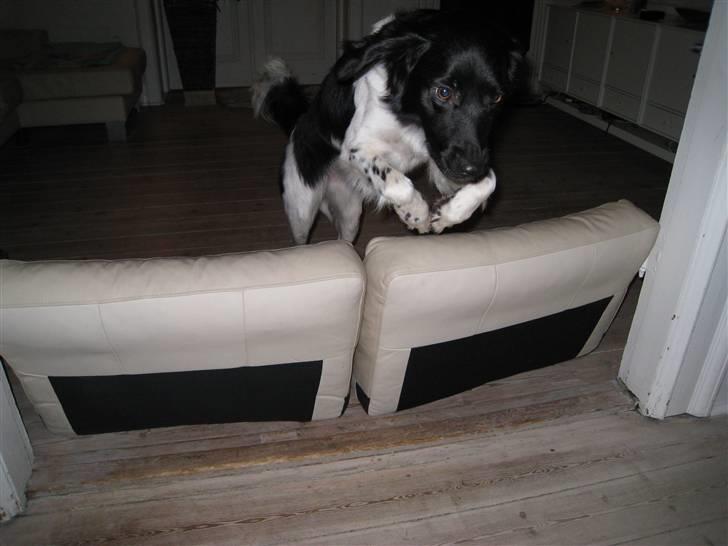 Stabijhoun Bella - Bella springer sin egen højde....:) billede 8