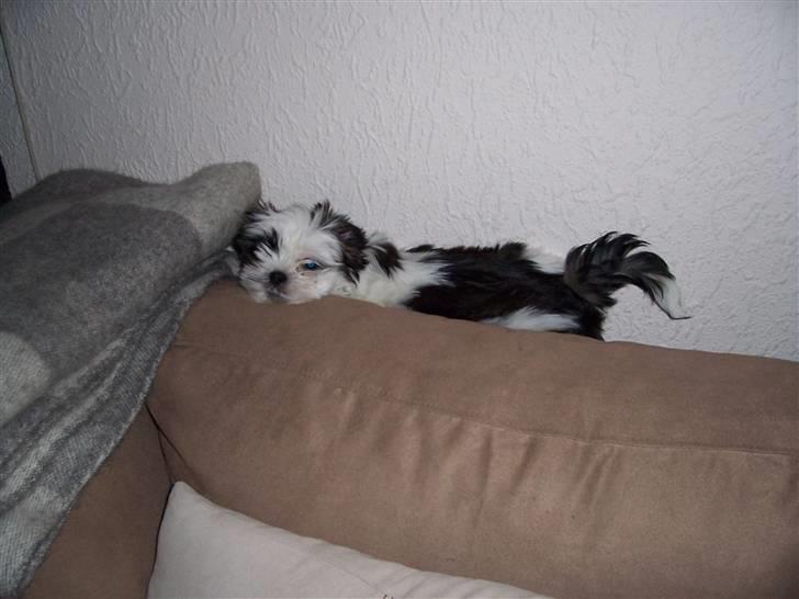 Lhasa apso Fiona R.i.P Fiona 28/09-2018 - Her ligger man bare så godt. billede 14