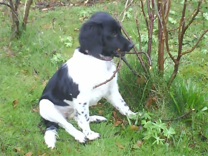 Stabijhoun Bella - søde bella..... billede 9